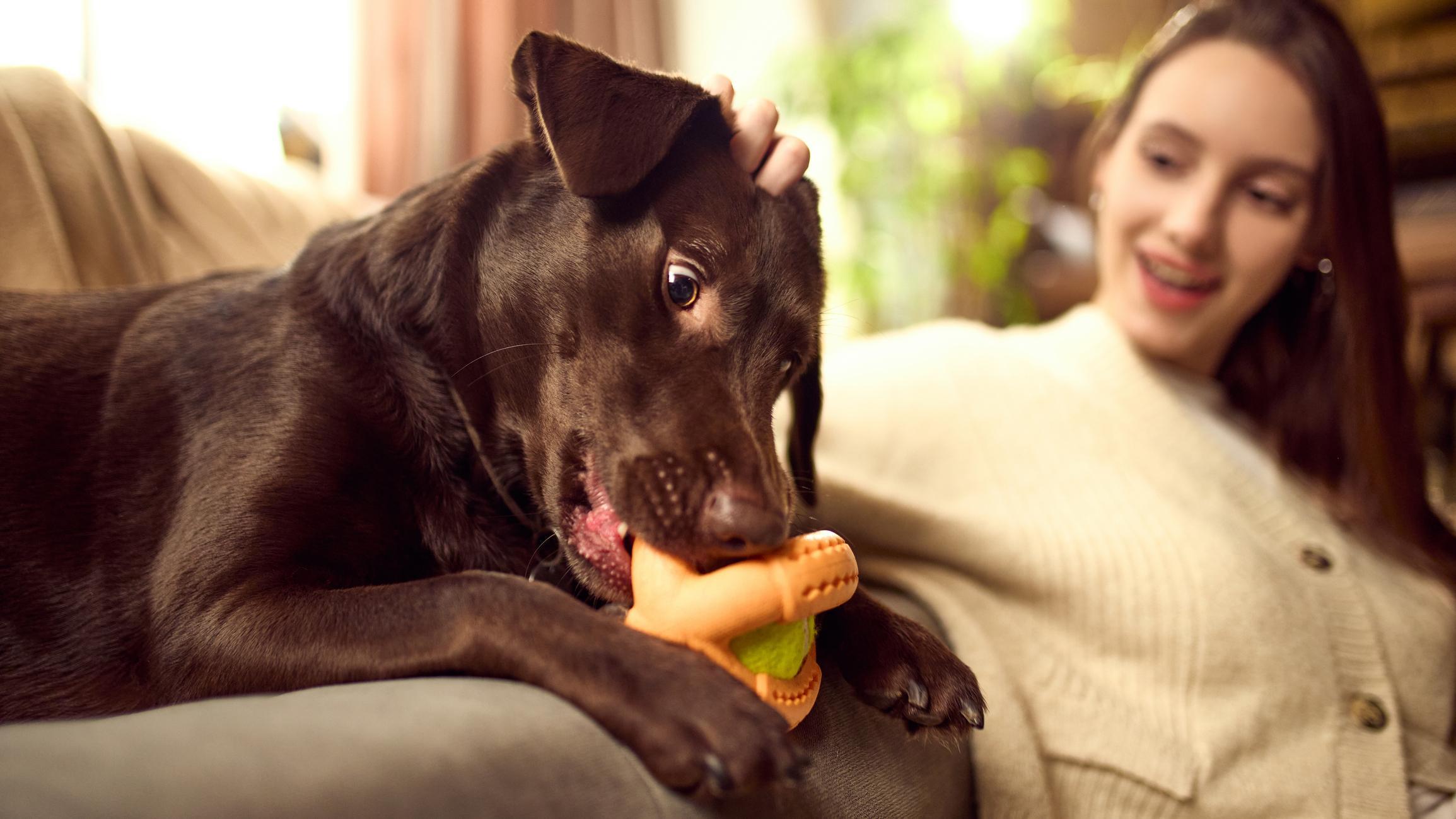 Complete Silicone Pet Gear Supply: Choosing the Right Partner for Product Expansion