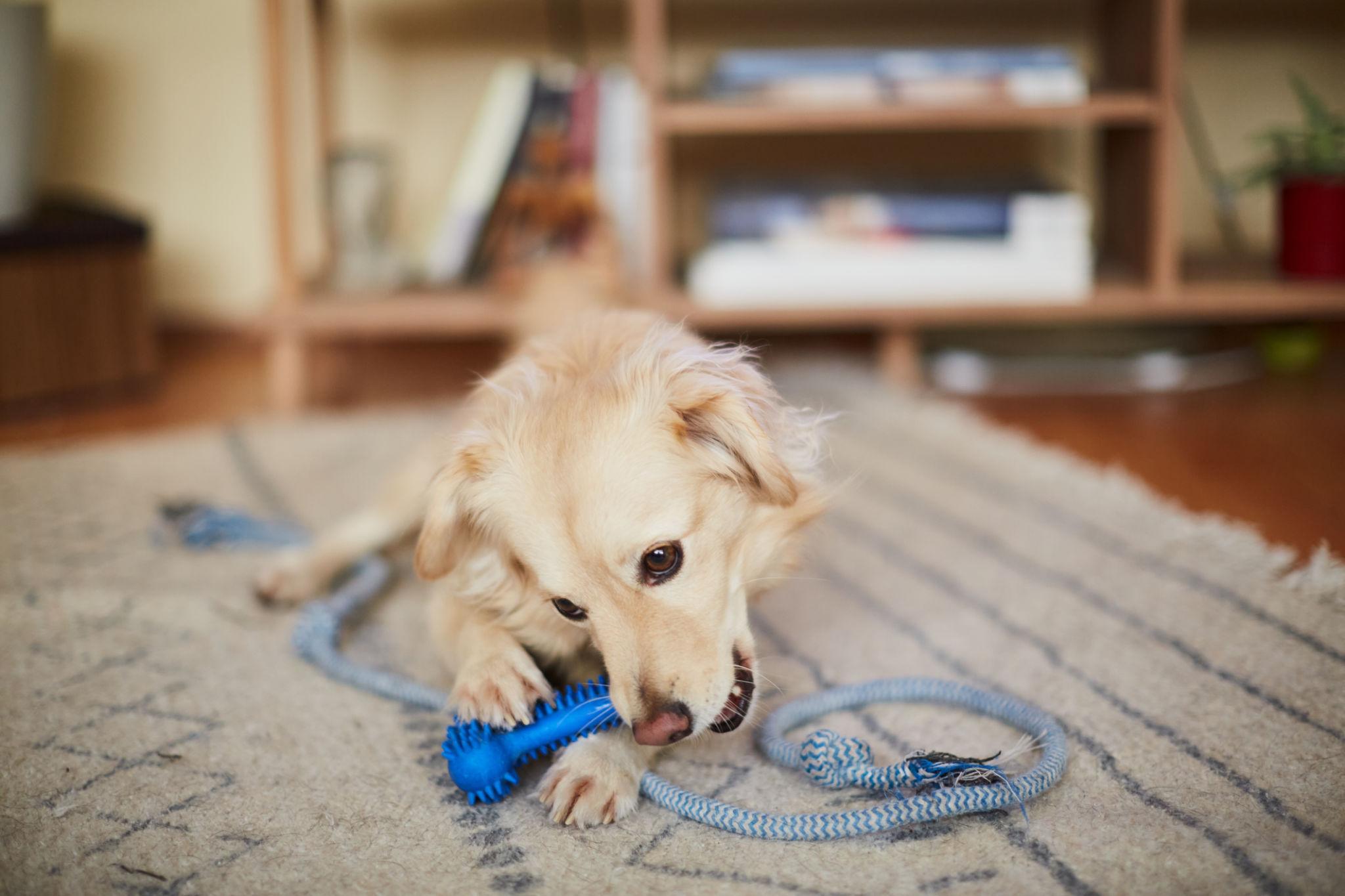 Inside a Pet Silicone Product Factory: Scalable Manufacturing for Modern Pet Brands