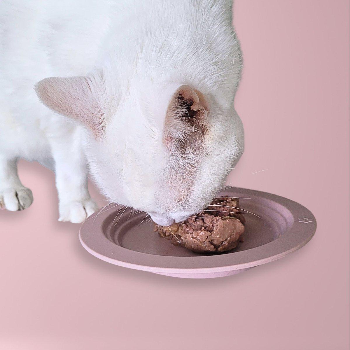 How to Choose a Reliable Silicone Cat Bowl Manufacturer for Safe and Custom Pet Products